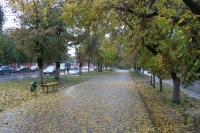 Осенняя аллея на Баклановском