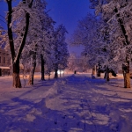 Аллея на проспекте Ермака