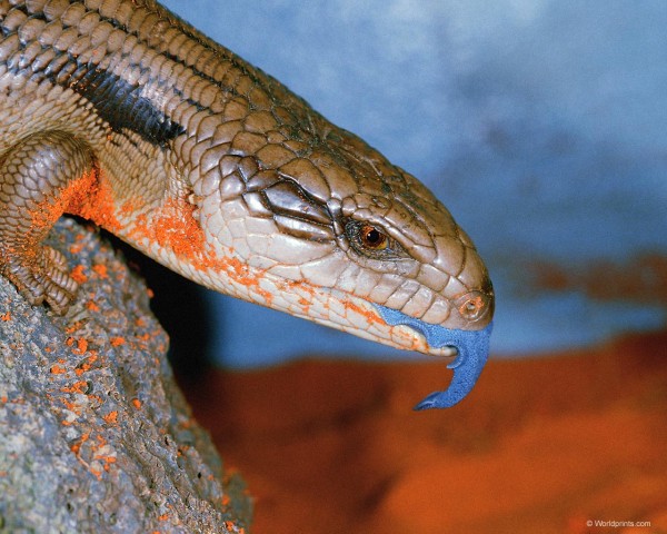 lizard2.jpg