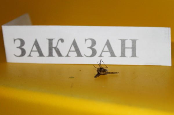 заказан.JPG