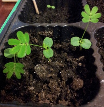 20130331_093044.jpg