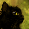 0190.gif