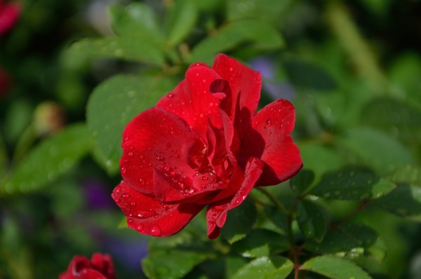 Новочеркасск 13-09-05 017.jpg