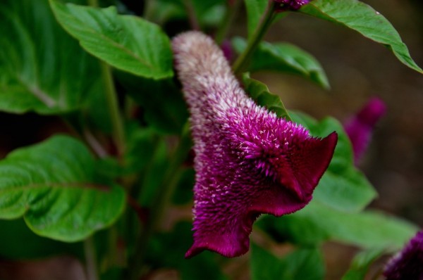 Новочеркасск 2013-09-06 010.JPG