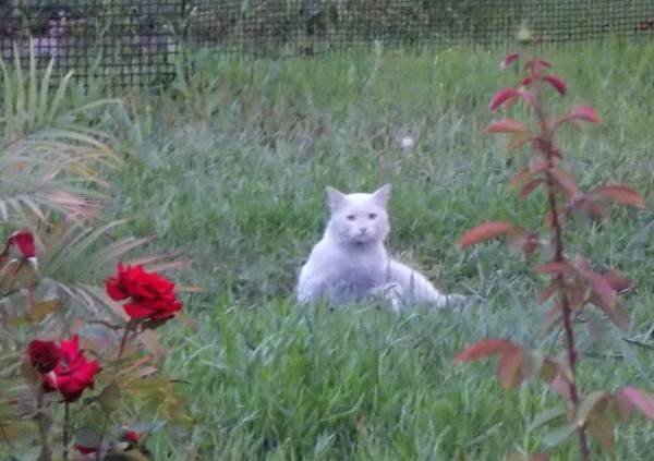 Гоша.JPG