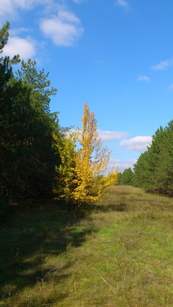 междурядье верт.jpg