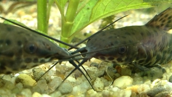IMG_20130504_185123.jpg