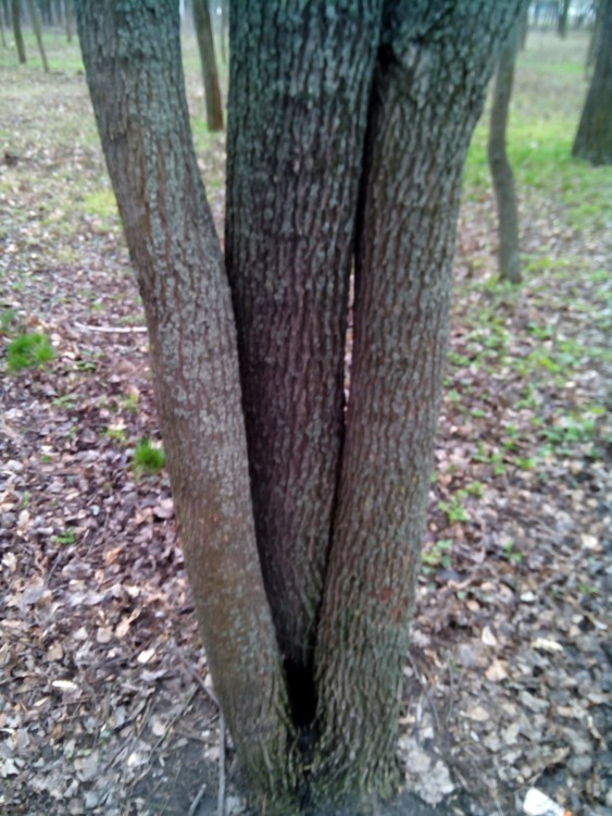 IMG_20140321_094515.jpg