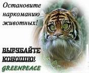 ГРИН ПИС.jpg