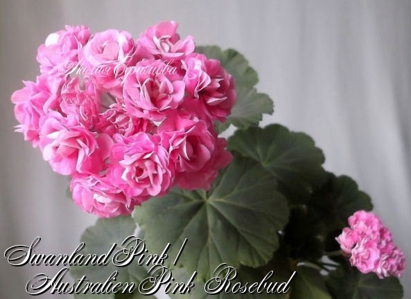 SwanlandPink Australien.jpg