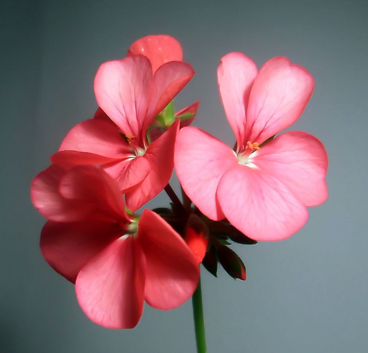 Horizon Coral Spice2.jpg