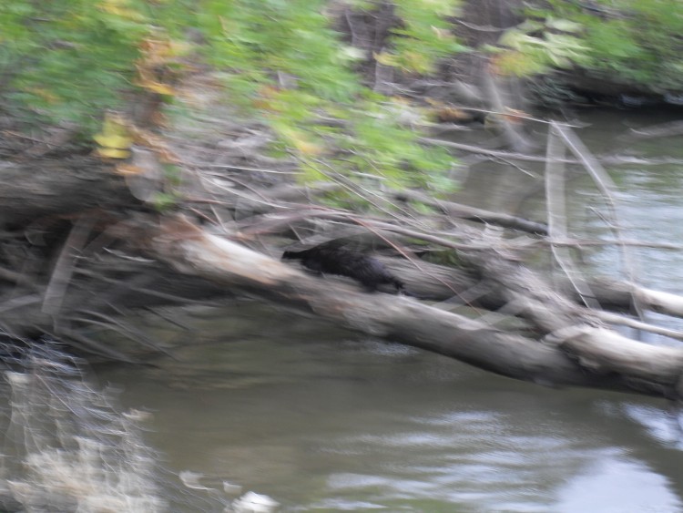 SDC11333.JPG