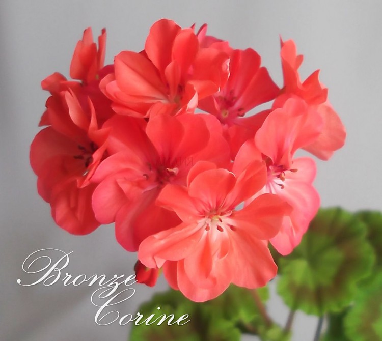 Bronze Corine.jpg