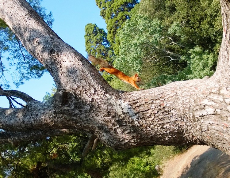 белка обрез.jpg