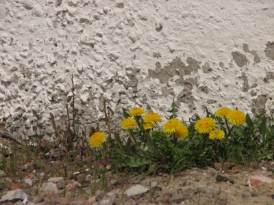 IMG_2631.jpg