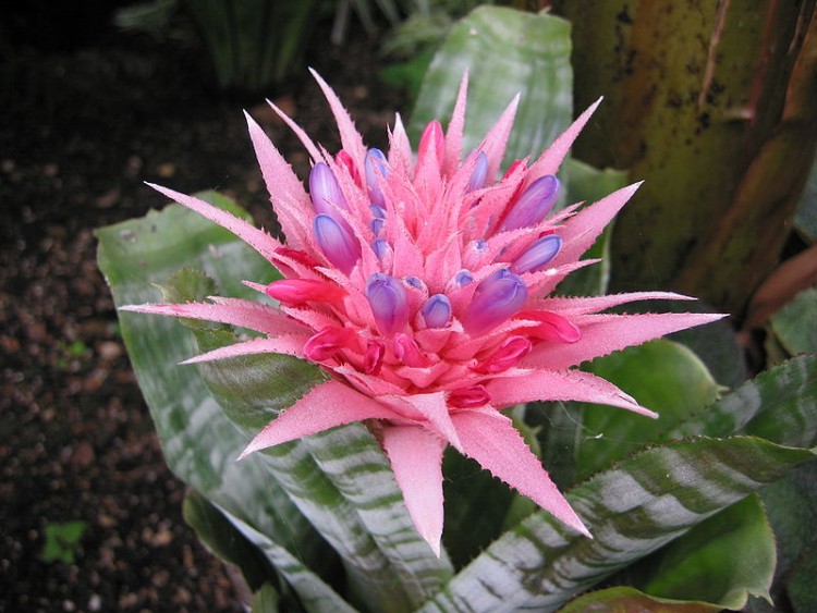 kirjohuisku-aechmea-fasciata-commons.jpg