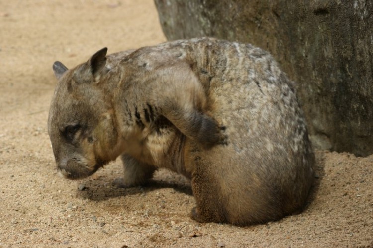 wombat-005.jpg