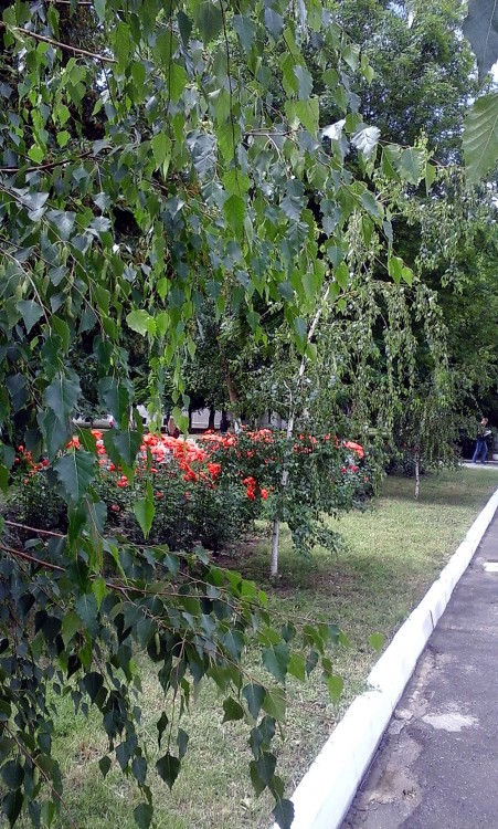 Береза1.jpg