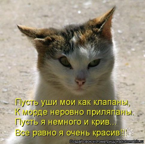 красавец.jpeg