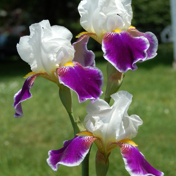 53ae8c48f2062_iris41.jpg