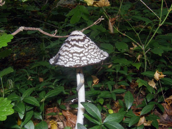 PA100164 копи.jpg