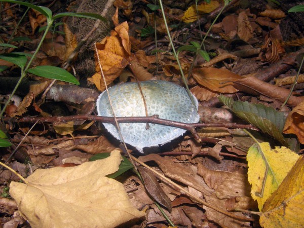 PA100165 копи.jpg