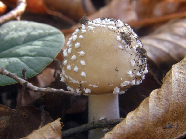 PA110426 копи.jpg