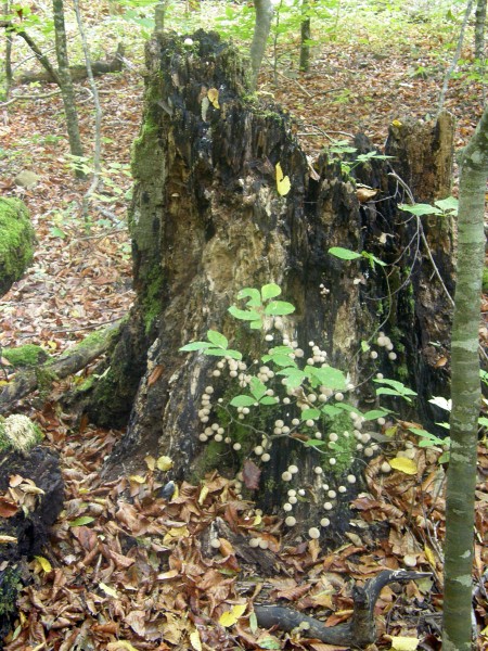 PA110456 копи.jpg