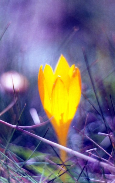 4 Крокус на ветру.jpg
