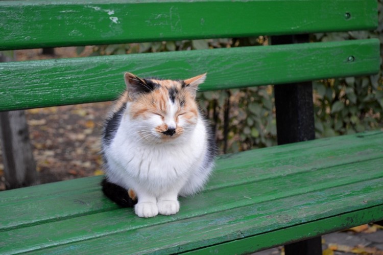 DSC_0396.JPG