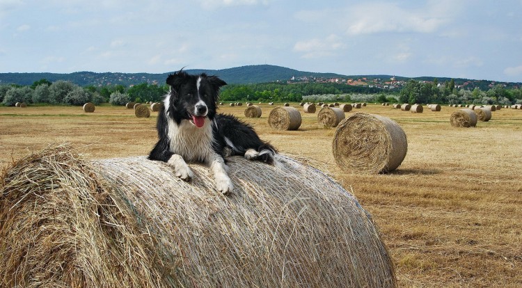 kartinki24_ru_animals_dogs_0003.jpg