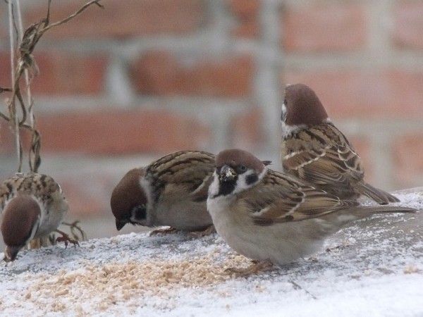 DSCF3708.jpg