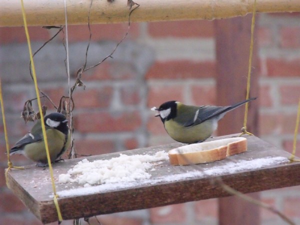 DSCF3730.jpg