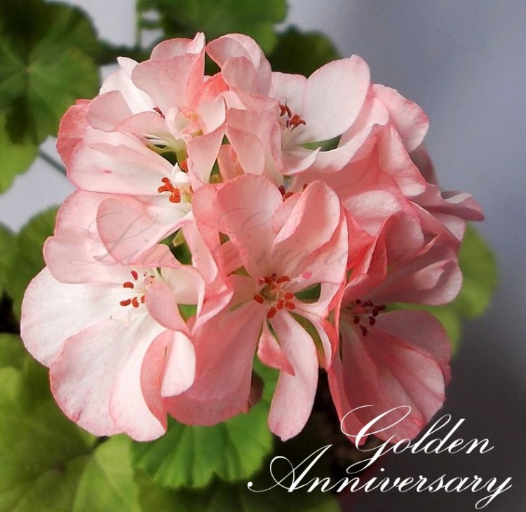 Golden Anniversary цветок светлый.jpg