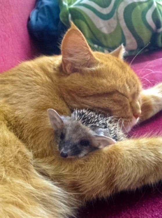 00c-mother-cat-with-hedgehog-31-10-12-e1366910344404-762x1024.jpg