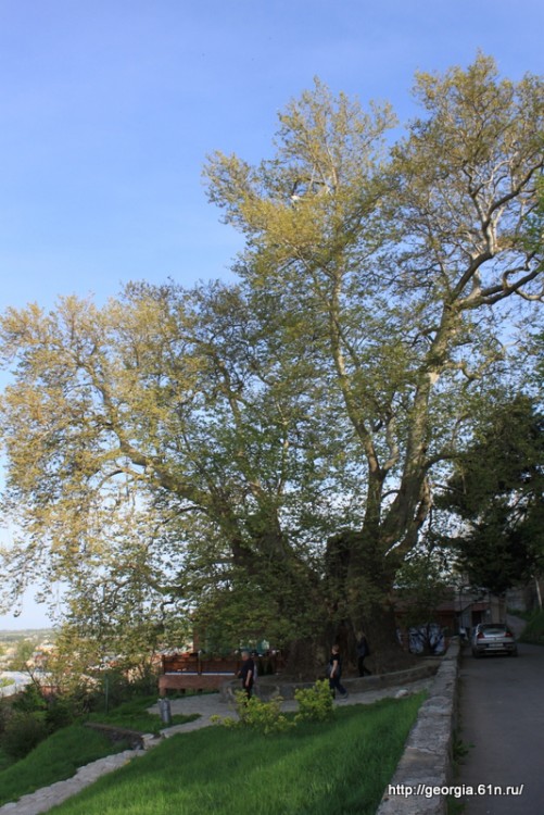 IMG_4858.JPG
