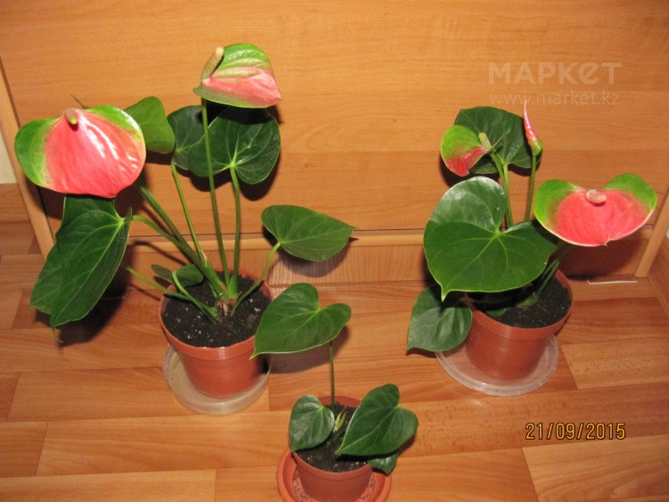 1-full.jpg