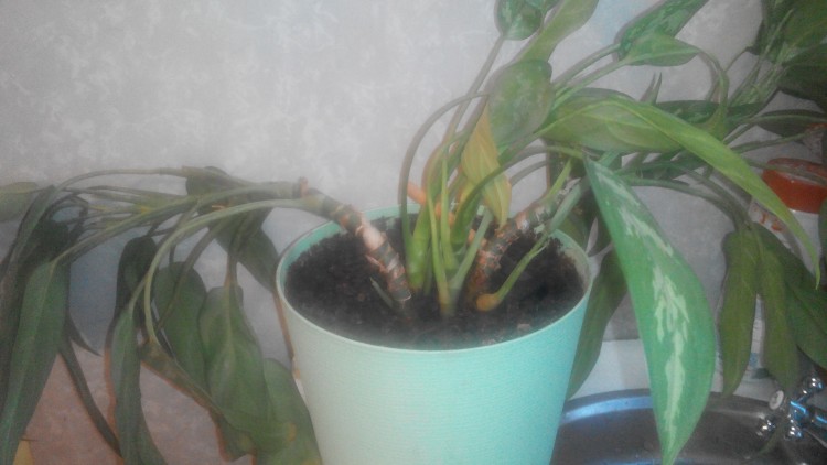 20160611200917.jpg