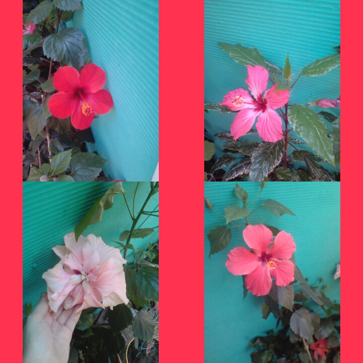 Instasize_0619093519.jpg