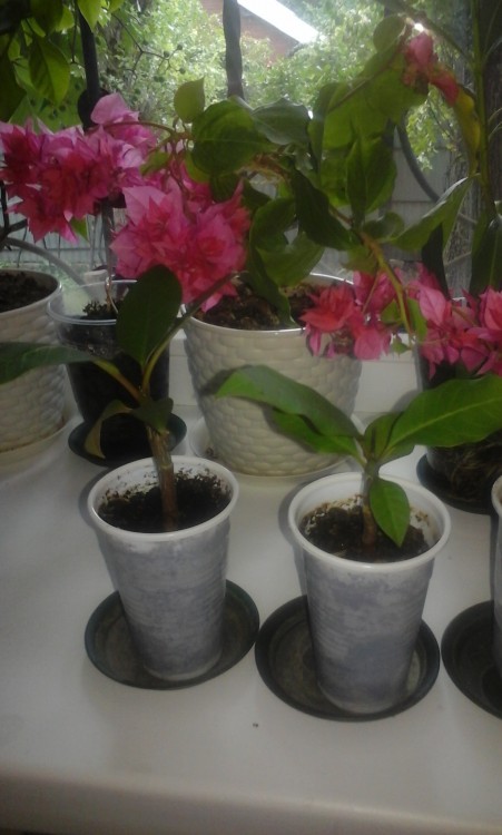 20160720_103411.jpg