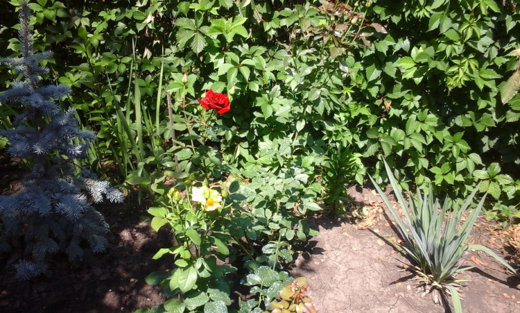 20160714_111054.jpg