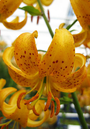 Lilium Hansoni (Хансона).jpg