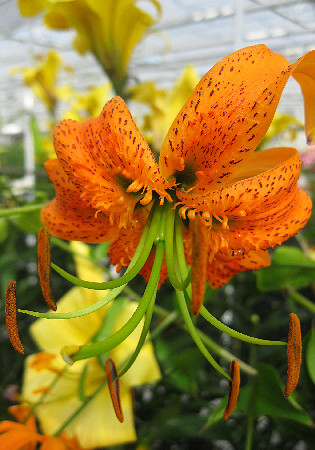 Lilium Henryii (Генри).jpg