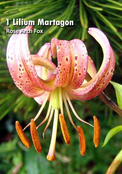 Lilium Rose Arch Fox (Роуз Акк Фокс).jpg