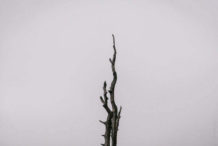 DSC_8338.jpg