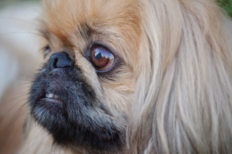 Pekingese.jpg