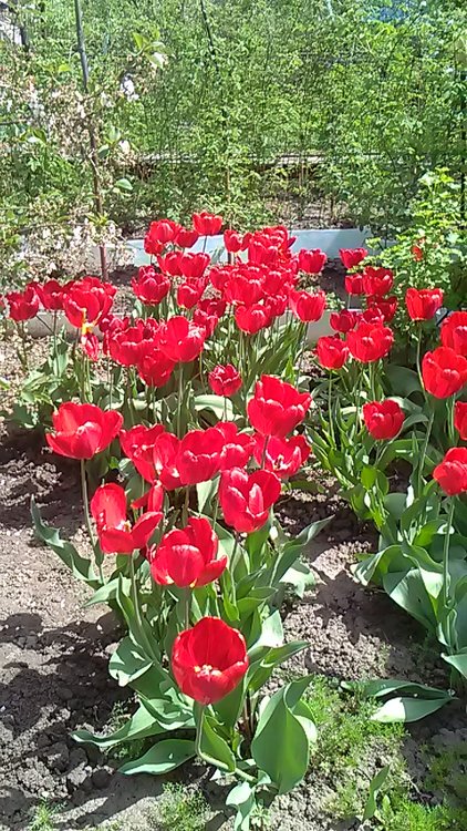 IMG_20170501_112317.jpg