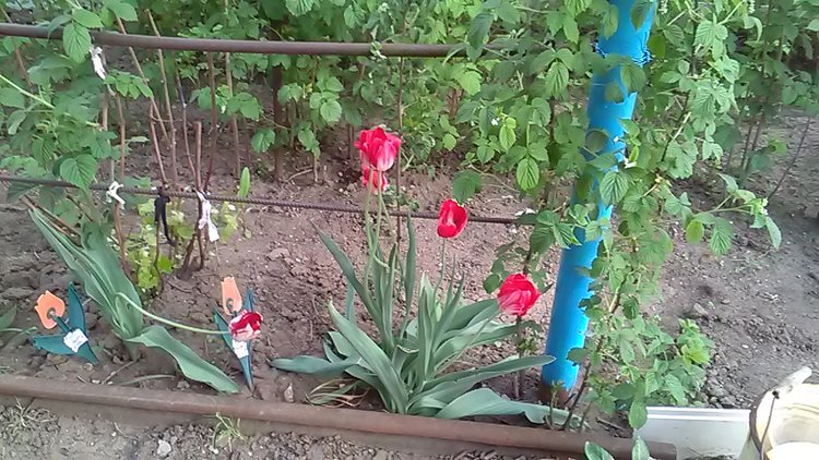 IMG_20170507_172528.jpg
