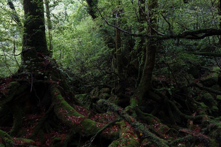 DSC00807 [50%].JPG