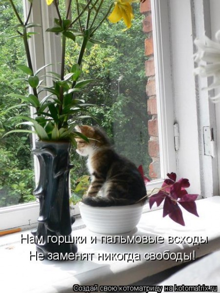 кот в горшке.jpg